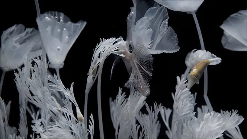 日本藝術(shù)家新作展覽活動(dòng)推出的水上花園，透明的花令人難以置信
